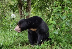 Helarctos malayanus malayanus