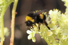 Bombus terrestris lusitanicus
