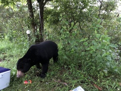 Helarctos malayanus malayanus
