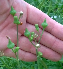 Sonchus asper