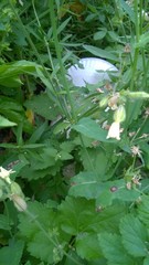 Sonchus asper