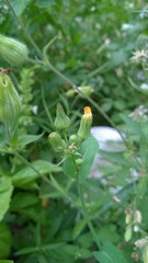 Sonchus asper