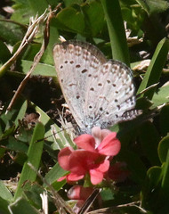 Zizeeria knysna