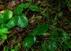 Vincetoxicum rotundifolium