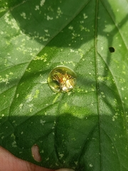 Aspidimorpha elevata