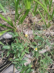 Tridax procumbens