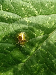 Aspidimorpha elevata