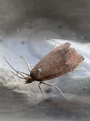 Celypha rosaceana