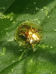 Aspidimorpha elevata