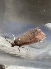 Celypha rosaceana