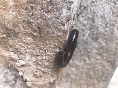 Pachyiulus oenologus