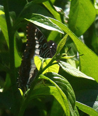 Charaxes brutus