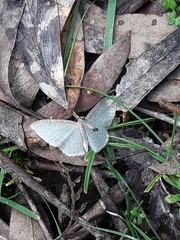 Poecilasthena pulchraria