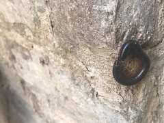 Pachyiulus oenologus