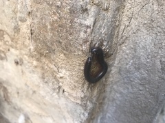 Pachyiulus oenologus