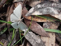 Poecilasthena pulchraria