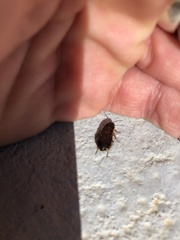 Loboptera canariensis