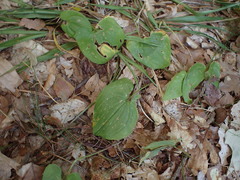 Maianthemum bifolium