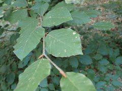 Fagus sylvatica