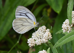 Pieris melete