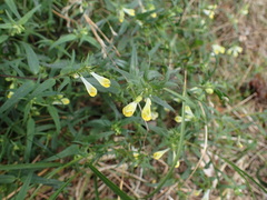 Melampyrum pratense