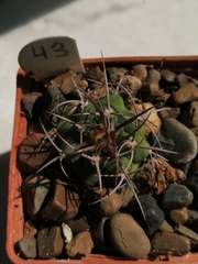 Gymnocalycium