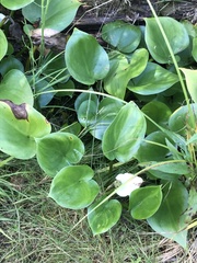 Calla palustris