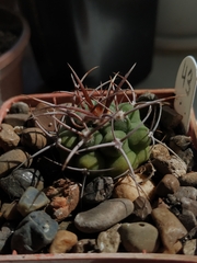 Gymnocalycium