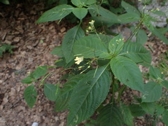 Impatiens parviflora