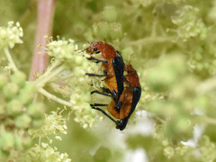 Themus impressipennis