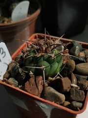 Gymnocalycium