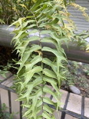 Nephrolepis biserrata furcans