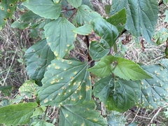 Baeodromus eupatorii