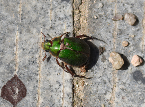 Subspecies Mimela passerinii mediana · iNaturalist