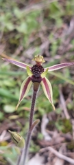 Caladenia conferta