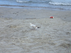 Chroicocephalus ridibundus