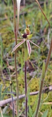 Caladenia conferta
