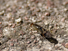 Panorpa decolorata