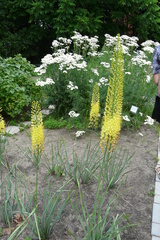 Eremurus spectabilis