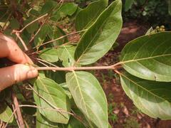 Crossopteryx febrifuga