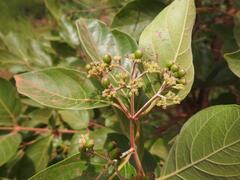 Crossopteryx febrifuga
