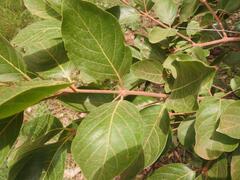 Crossopteryx febrifuga