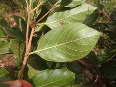 Crossopteryx febrifuga