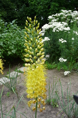 Eremurus spectabilis