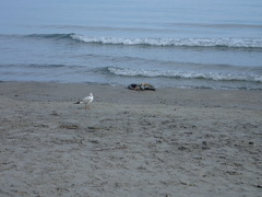 Chroicocephalus ridibundus