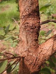 Crossopteryx febrifuga