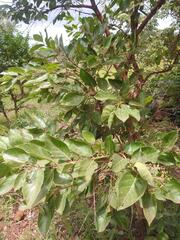 Crossopteryx febrifuga