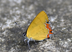 Heliophorus saphir