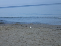 Chroicocephalus ridibundus