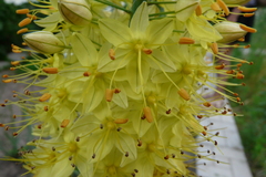 Eremurus spectabilis